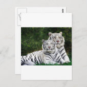 タイガーカップル ポストカード (正面/裏面)