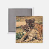 タイガーカブス磁石 マグネット (正面/裏面)