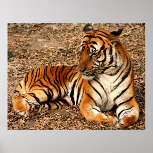 タイガーキャットプリントカスタムーによる記念日のパーソナライズ ポスター (正面)