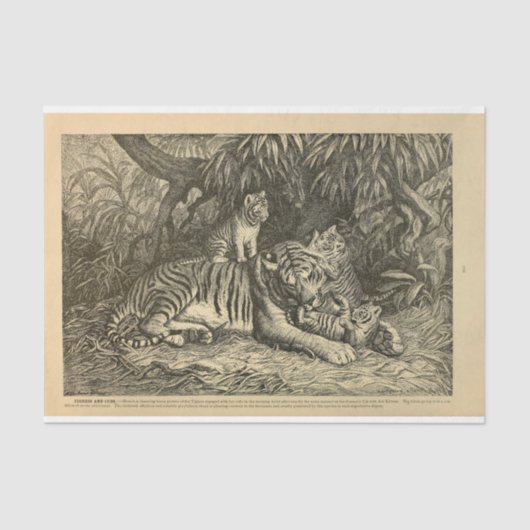 タイガーキューブエフエメラデクページ 薄葉紙 (正面)