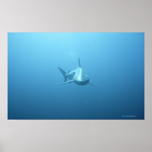 タイガーシャークの前面 ポスター (正面)