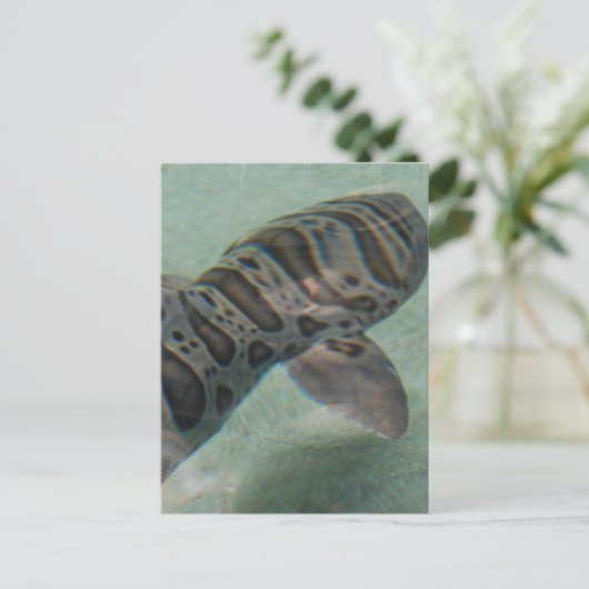 タイガーシャークはがき ポストカード (スタンド正面)