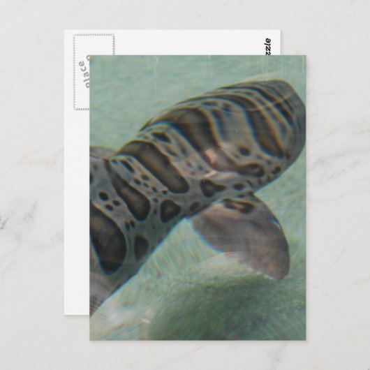 タイガーシャークはがき ポストカード (正面/裏面)