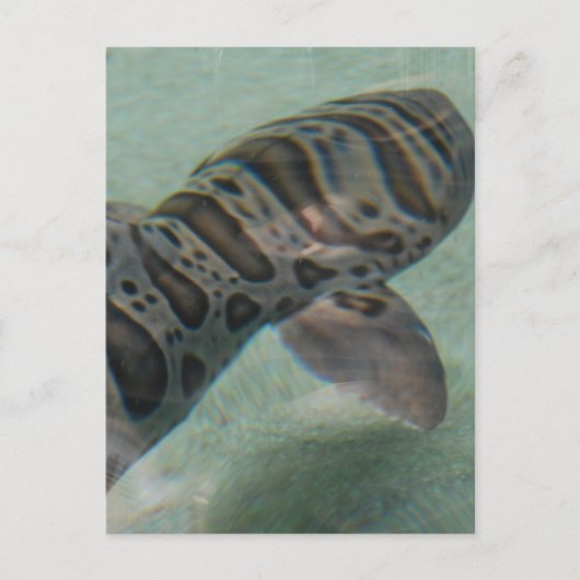 タイガーシャークはがき ポストカード (正面)