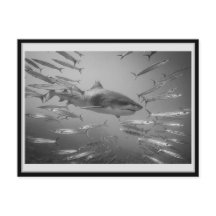 タイガーシャーク001カルテポストエールタイガーシャーク