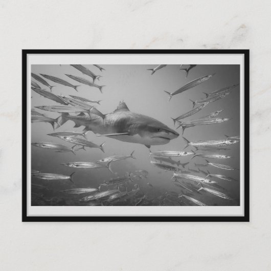 タイガーシャーク001カルテポストエールタイガーシャーク ポストカード (正面)