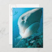 タイガーシャーク(ガレオセルドキュービエ)食べ物を与えシャーク ポストカード (正面/裏面)