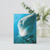 タイガーシャーク（Galeocerdo cuvier） シャークフィード ポストカード (スタンド正面)