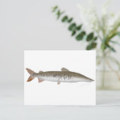 タイガーショベルノスナマズ ポストカード (スタンド正面)