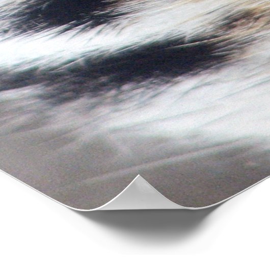 タイガースの写真 ポスター (角)