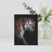 タイガースの捜索 ポストカード (スタンド正面)