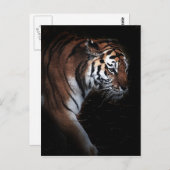 タイガースの捜索 ポストカード (正面/裏面)