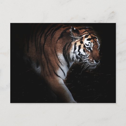 タイガースの捜索 ポストカード (正面)