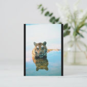 タイガースイミング ポストカード (スタンド正面)