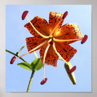 タイガースカイポスター ポスター