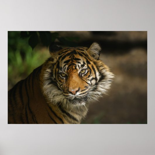 タイガースターク ポスター (正面)