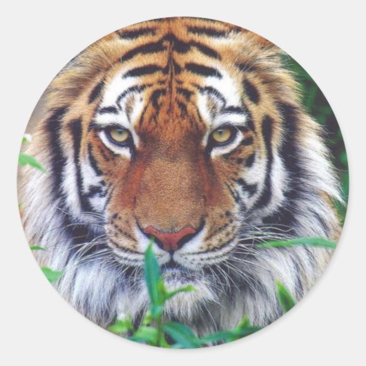 タイガースターク ラウンドシール (正面)