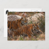 タイガースツー歩く ポストカード (正面/裏面)