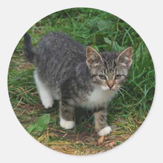 タイガーストライプのキッテンのシール ラウンドシール (正面)