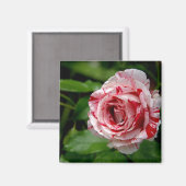 タイガーストライプバラ マグネット (正面/裏面)