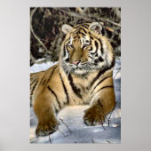 タイガースラバーズアート ポスター (正面)