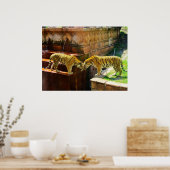 タイガース ポスター (キッチン)