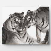 タイガース – 手絵を描野生生物ポートレート フォトプラーク (正面)