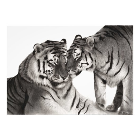 タイガース – 手絵を描野生生物ポートレート フォトプリント            (正面)