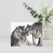 タイガース – 手絵を描野生生物ポートレート ポストカード (スタンド正面)