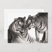 タイガース – 手絵を描野生生物ポートレート ポストカード (正面/裏面)