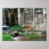 タイガーズデン ポスター (正面)