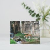 タイガーズデン ポストカード (スタンド正面)