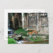 タイガーズデン ポストカード (正面/裏面)