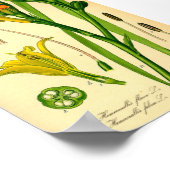 タイガーデイリリー(エメロカリス・フルバ)プリント ポスター (角)