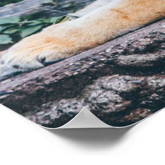 タイガーフォトポスター ポスター (角)