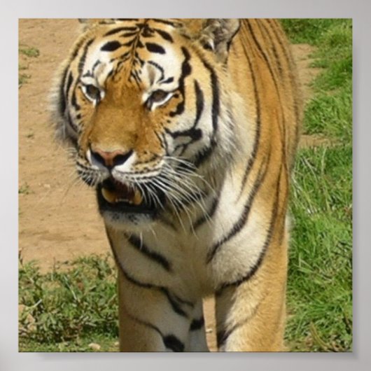 タイガープロールのポスター ポスター (正面)