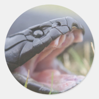 タイガーヘビ ラウンドシール