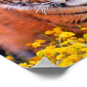 タイガーベビークブ ポスター (角)