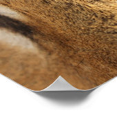 タイガーポスター大きな猫 ポスター (角)