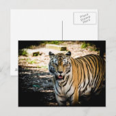 タイガーポスト ポストカード (正面/裏面)