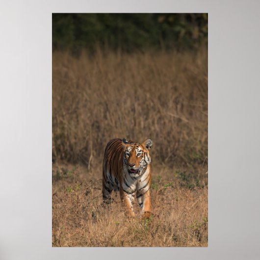 タイガーポートレート ポスター (正面)