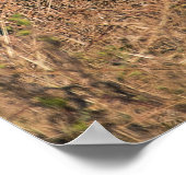 タイガーポートレート ポスター (角)