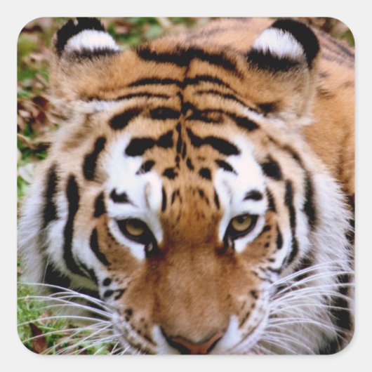 タイガーマーキングステッカー スクエアシール (正面)