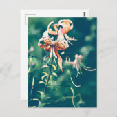 タイガーライリー ポストカード (正面/裏面)