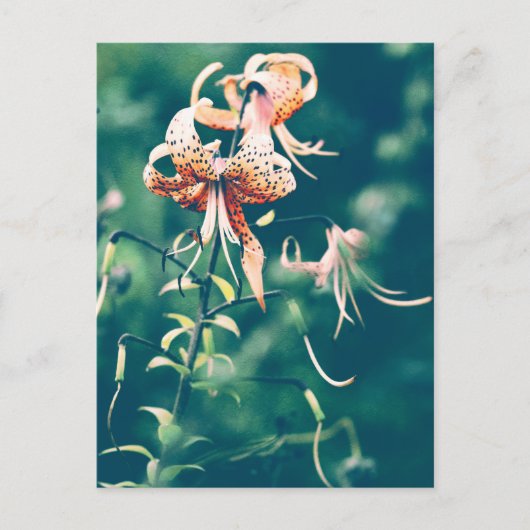 タイガーライリー ポストカード (正面)