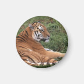 タイガーラウンジマグネット マグネット (正面)