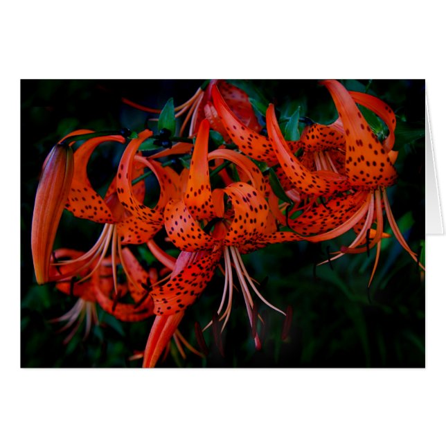 タイガーリリー (正面横)