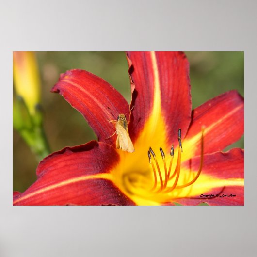 タイガーリリー&フレンド ポスター (正面)