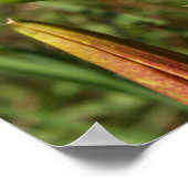 タイガーリリー ポスター (角)