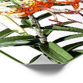 タイガーリリー ポスター (角)